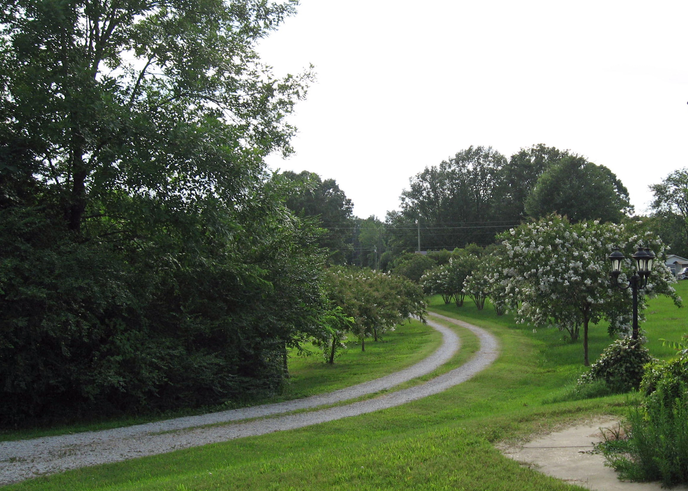 Winding path through trees and greenery.